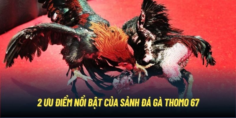 2 ưu điểm nổi bật của sảnh đá gà Thomo 67