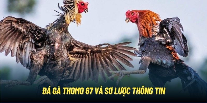 Đá gà Thomo 67 và sơ lược thông tin