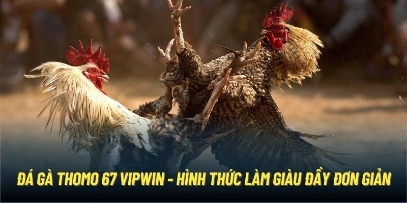 Đá Gà Thomo 67 Vipwin - Hình Thức Làm Giàu Đầy Đơn Giản