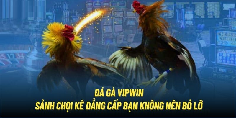 Đá Gà Vipwin | Sảnh Chọi Kê Đẳng Cấp Bạn Không Nên Bỏ Lỡ