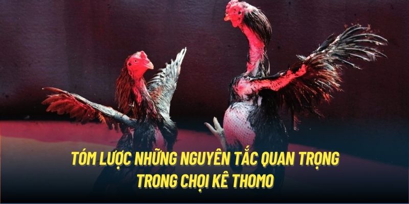 Tóm lược những nguyên tắc quan trọng trong chọi kê Thomo