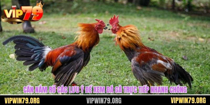 Cần nắm rõ các lưu ý để xem đá gà trực tiếp nhanh chóng