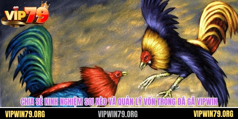 Chia sẻ kinh nghiệm soi kèo và quản lý vốn trong đá gà vipwin