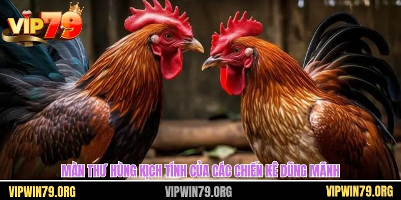 Màn thư hùng kịch tính của các chiến kê dũng mãnh