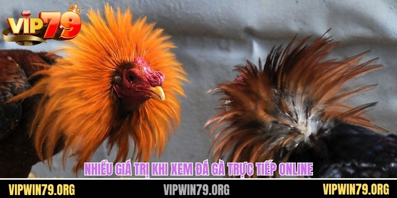 Nhiều giá trị khi xem đá gà trực tiếp online