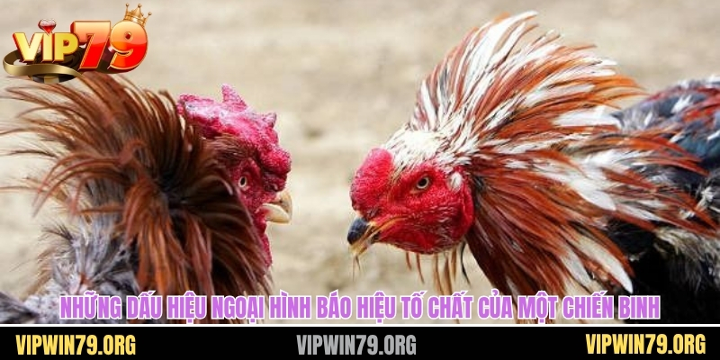 Những dấu hiệu ngoại hình báo hiệu tố chất của một chiến binh